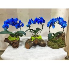Kütük Saksıda Mavi Orkideler