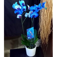 Seramik Saksıda Mavi Orkideler