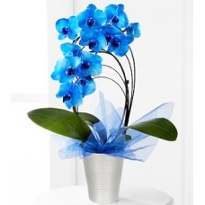 Saksıda Çember Mavi Orkideler