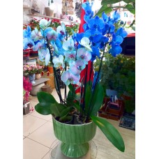 Mavi Orkideler