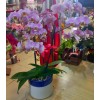 Özel Model Orkideler